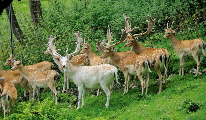 Wildpark Untertauern - Sommerurlaub in Obertauern, Salzburger Land
